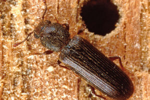 beetles